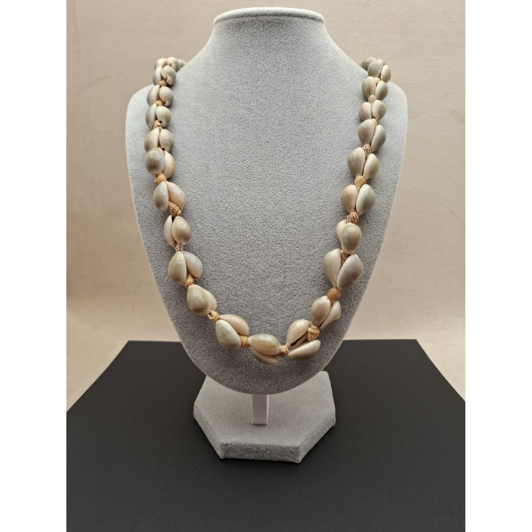 Kaklarota  ( gliemežvāki )